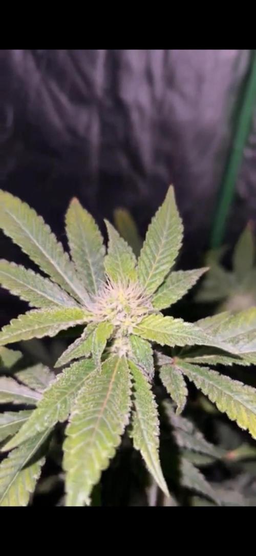 bubble fruit. Week 12