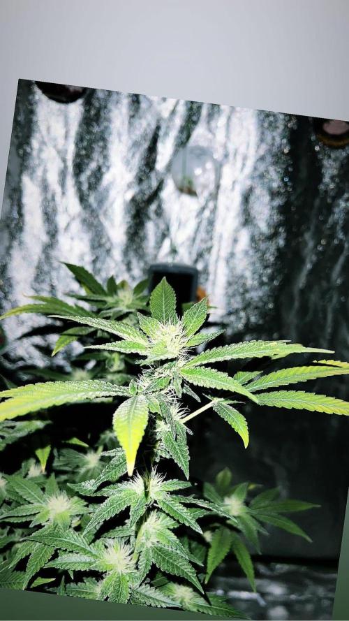 bubble fruit. Week 12