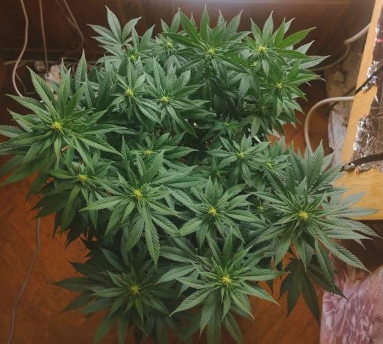 caucasian medea . Week 10