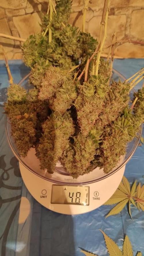 caucasian medea . Week 20