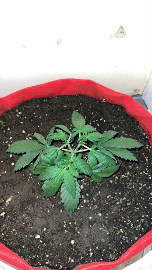 Auto Anesthesia. Week 6