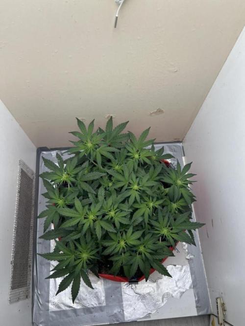 Auto Anesthesia. Week 10 - day 60 fl day 12