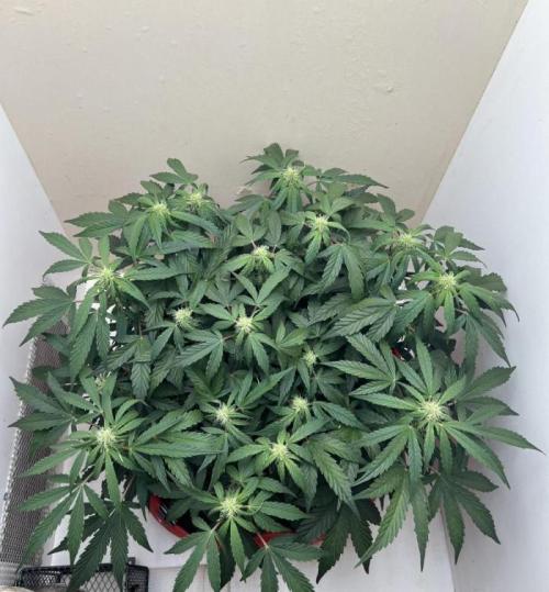 Auto Anesthesia. Week 12 - day 70 fl day 21