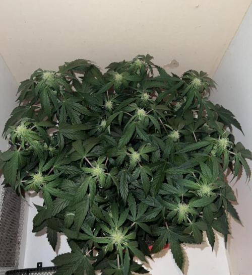 Auto Anesthesia. Week 12