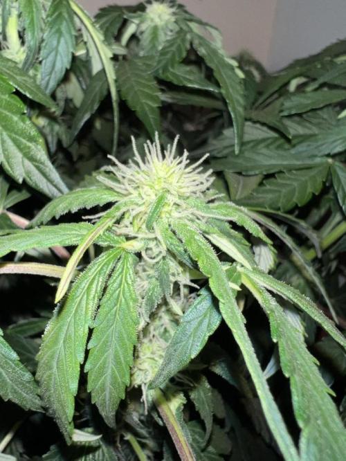 Auto Anesthesia. Week 12