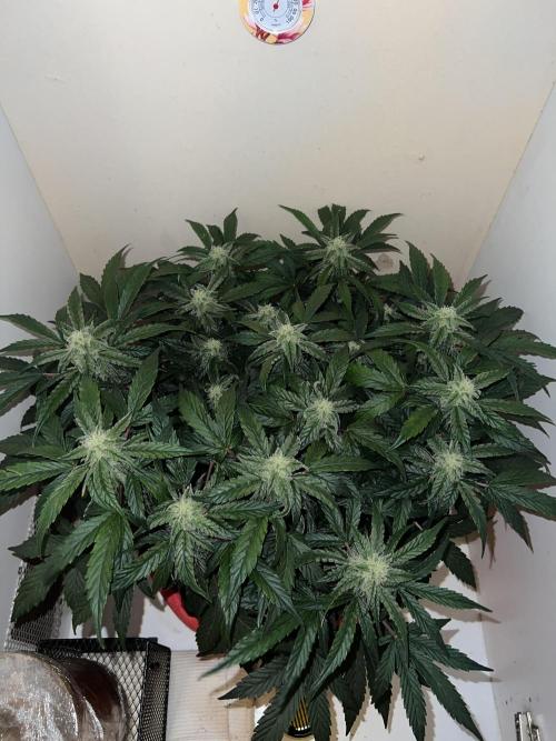 Auto Anesthesia. Week 13 - day 80 fl day 31