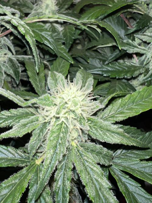 Auto Anesthesia. Week 13