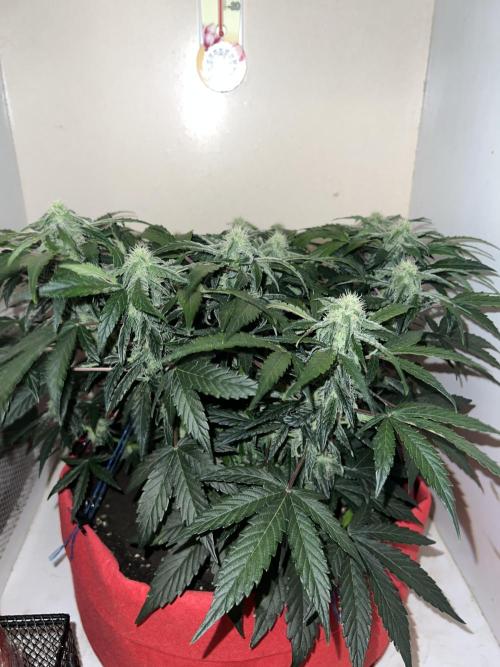 Auto Anesthesia. Week 13