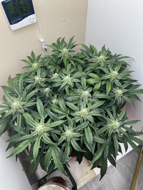 Auto Anesthesia. Week 13