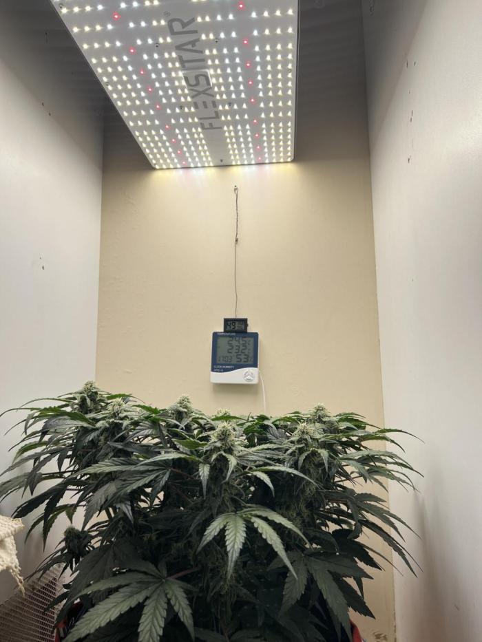 Auto Anesthesia. Week 14