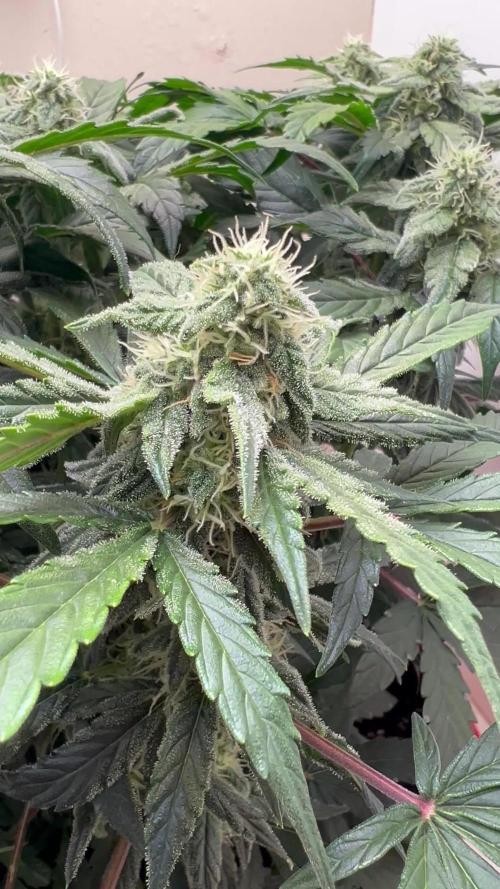 Auto Anesthesia. Week 14