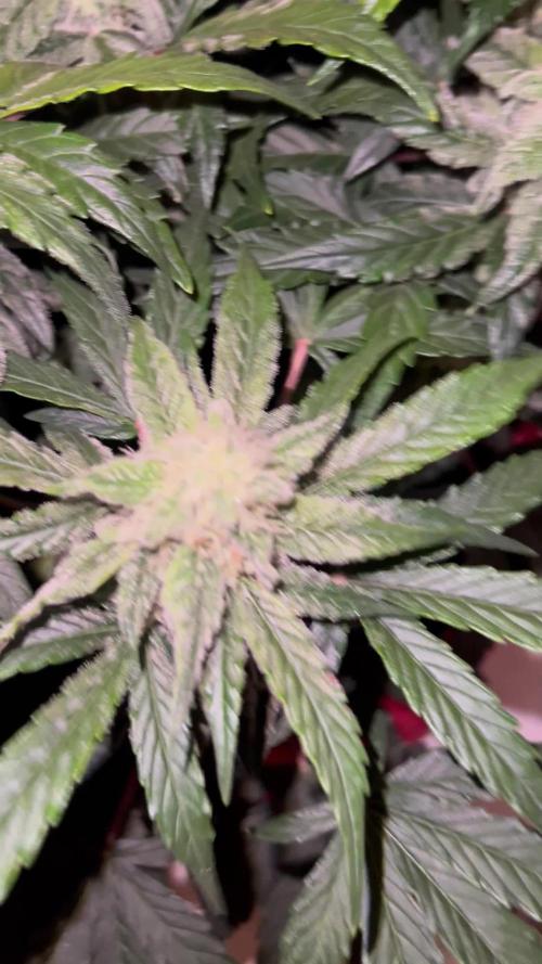 Auto Anesthesia. Week 14