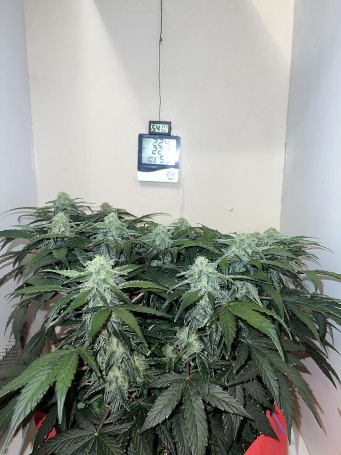 Auto Anesthesia. Week 15