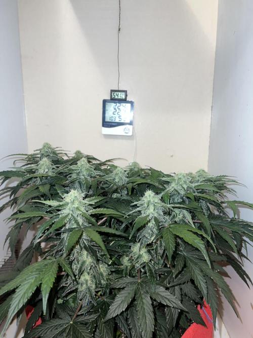 Auto Anesthesia. Week 15