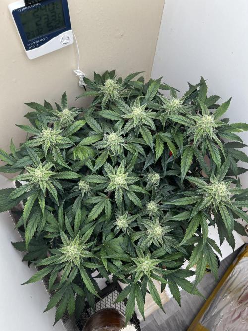 Auto Anesthesia. Week 15