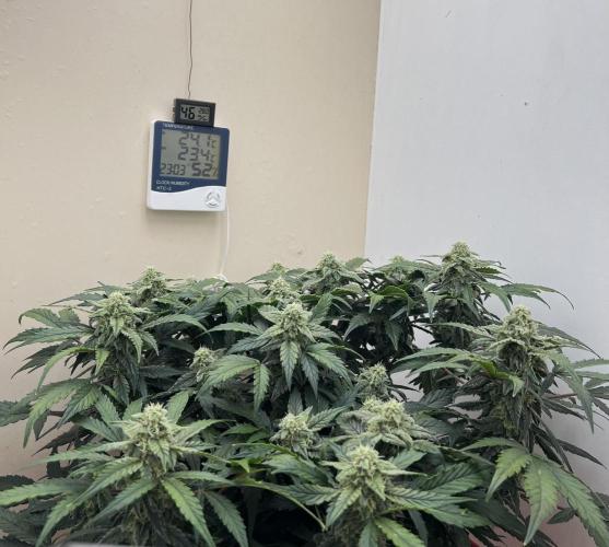 Auto Anesthesia. Week 15