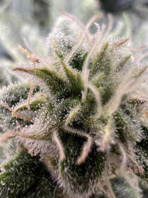 Auto Anesthesia. Week 16