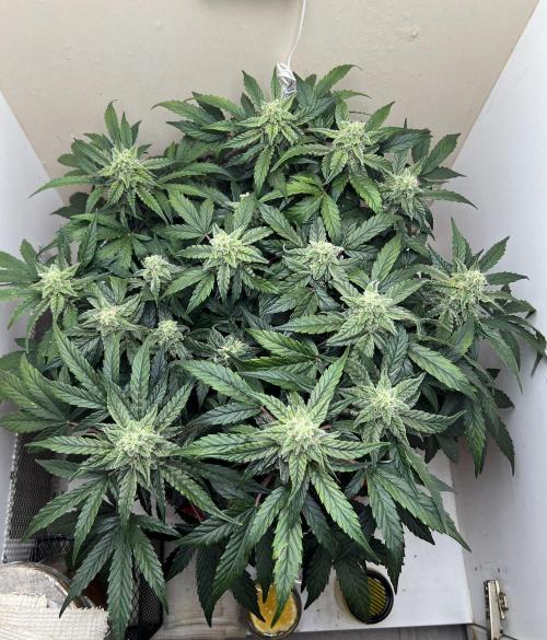 Auto Anesthesia. Week 16