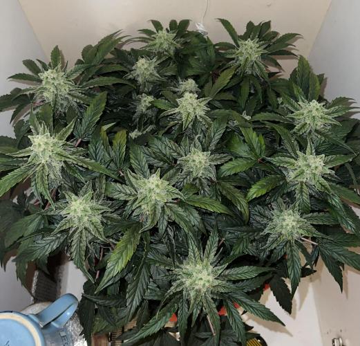 Auto Anesthesia. Week 17 - day 90 fl 40