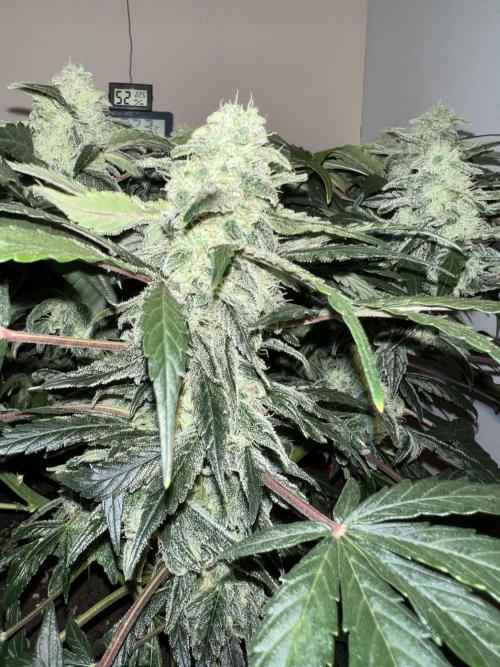Auto Anesthesia. Week 17