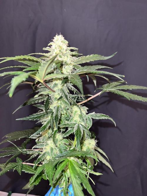 Auto Anesthesia. Week 17
