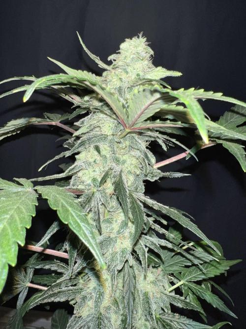 Auto Anesthesia. Week 17