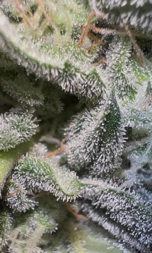 Auto Anesthesia. Week 17