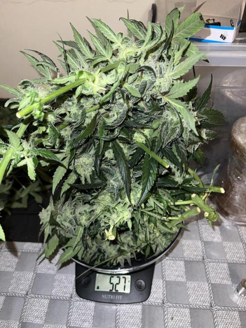 Auto Anesthesia. Week 17