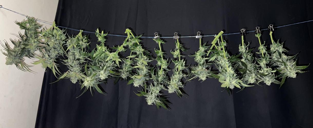 Auto Anesthesia. Week 17
