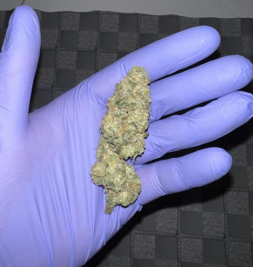 Auto Anesthesia. Week 17