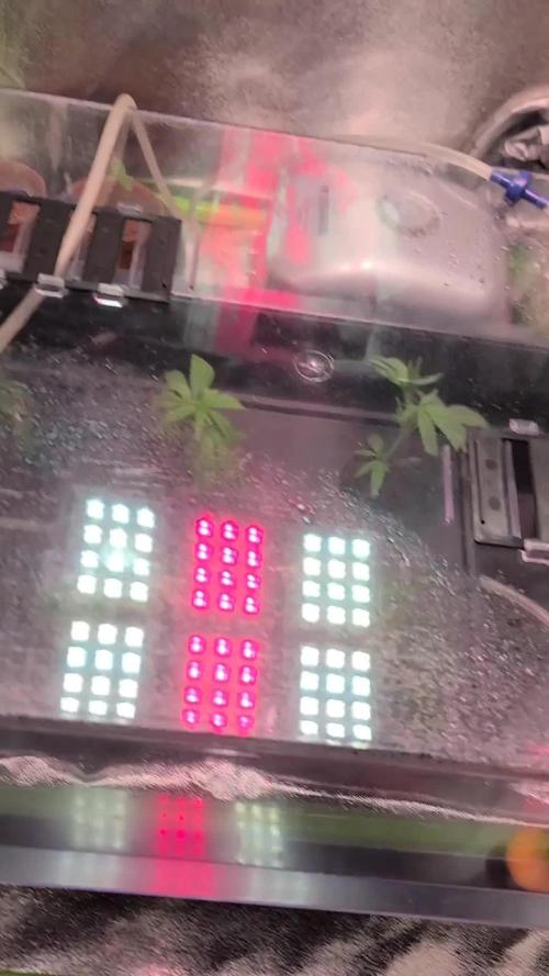 Dark Phoenix Greenhouse Seeds