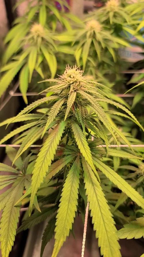 Dark Phoenix Greenhouse Seeds