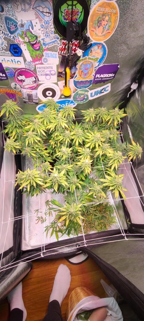 Dark Phoenix Greenhouse Seeds. Week 12