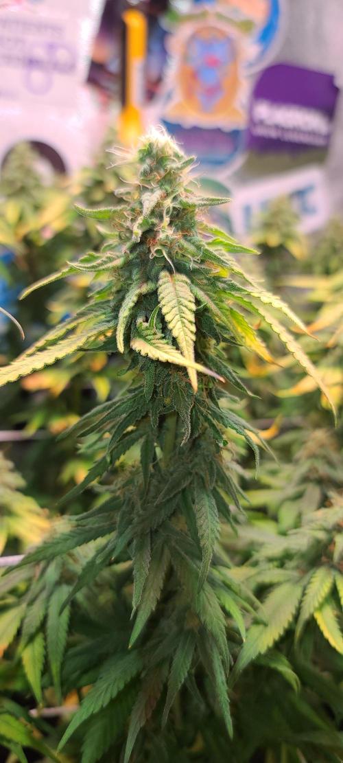 Dark Phoenix Greenhouse Seeds. Week 12