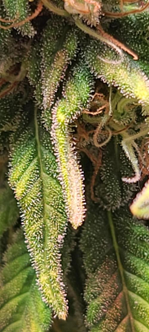 Dark Phoenix Greenhouse Seeds. Week 12