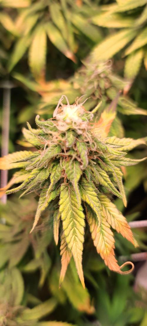 Dark Phoenix Greenhouse Seeds. Week 12