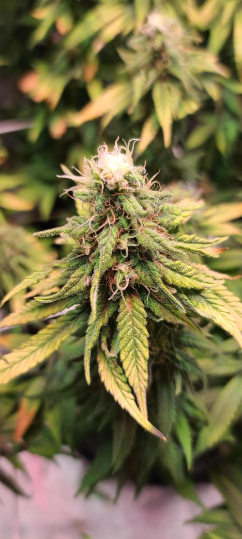 Dark Phoenix Greenhouse Seeds. Week 12