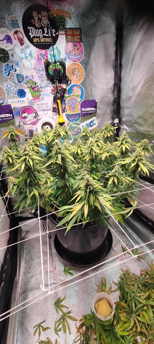 Dark Phoenix Greenhouse Seeds. Week 12
