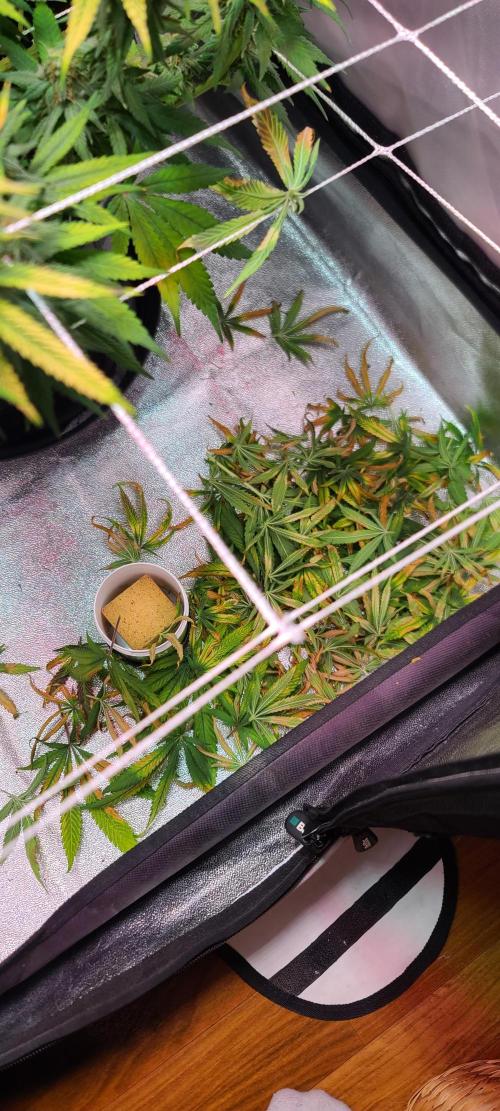 Dark Phoenix Greenhouse Seeds. Week 12