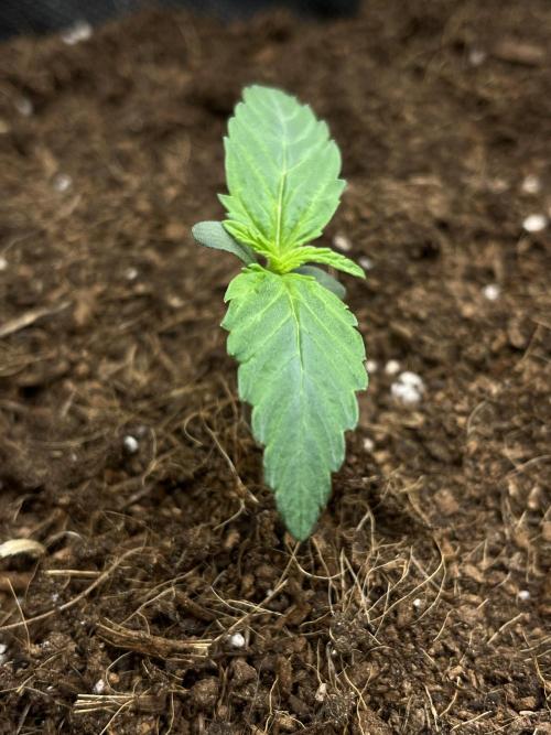 Purple 47 Auto’s 🌱. Week 1 - Purple 47 #1 - D:5 