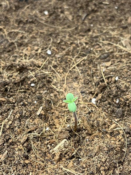 Purple 47 Auto’s 🌱. Week 1 - Purple 47 #2 - D:1