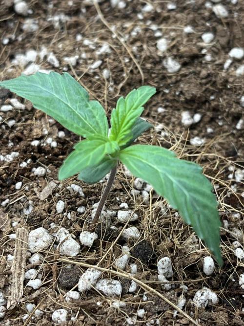 Mystery Strain 🌱 Photo P. Week 1 - D:5 