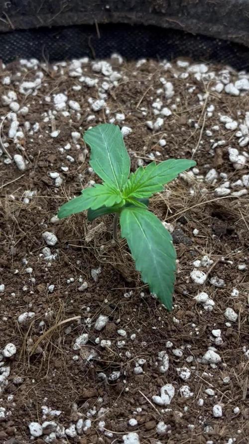 Mystery Strain 🌱 Photo P