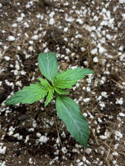 Mystery Strain 🌱 Photo P. Week 2 - D:7