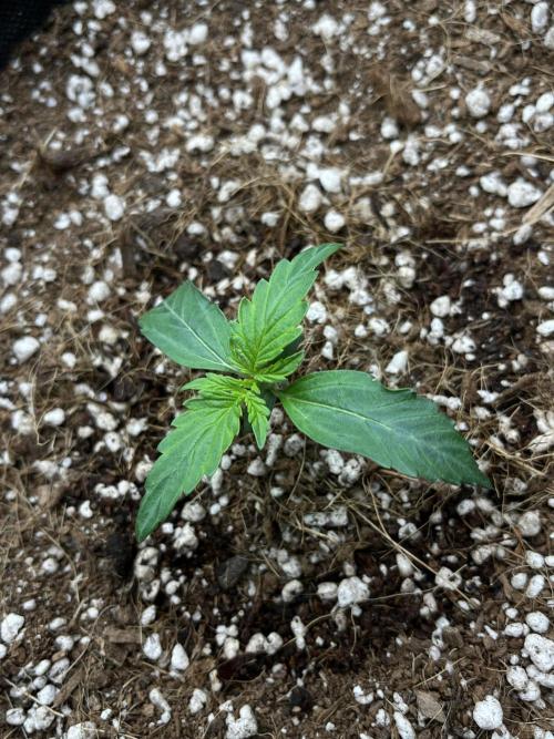 Mystery Strain 🌱 Photo P. Week 2 - D:7