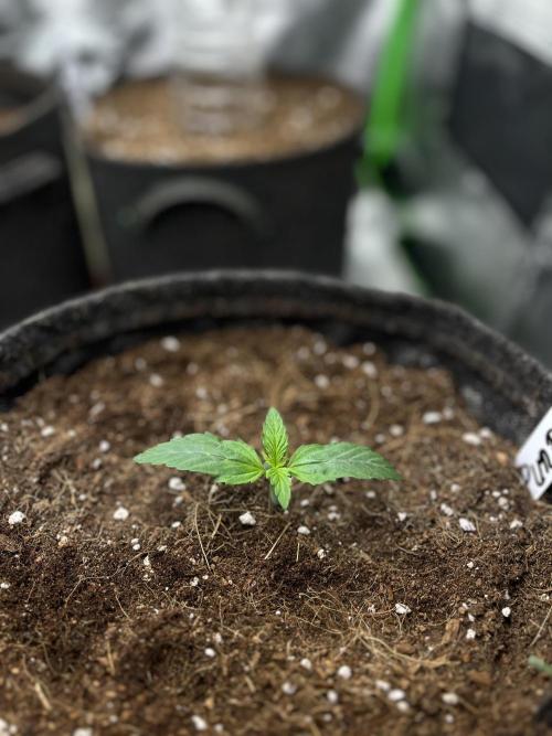 Purple 47 Auto’s 🌱. Week 2 - D:8