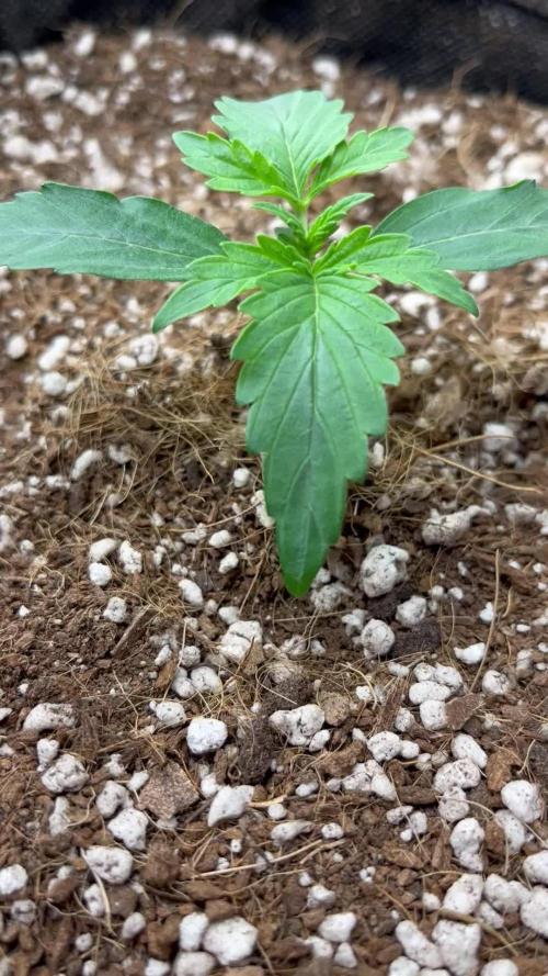 Mystery Strain 🌱 Photo P