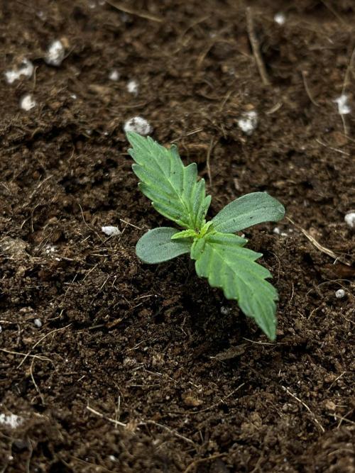 Purple 47 Auto’s 🌱. Week 1 - Purple 47 #2 - D:4