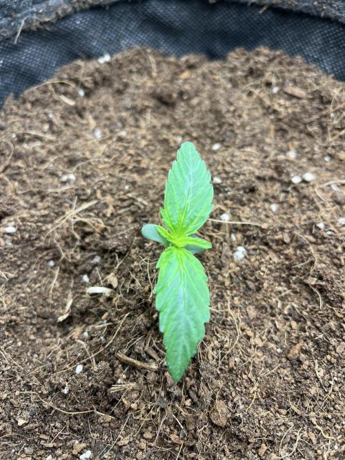 Purple 47 Auto’s 🌱. Week 1 - Purple 47 #1 - D:5 