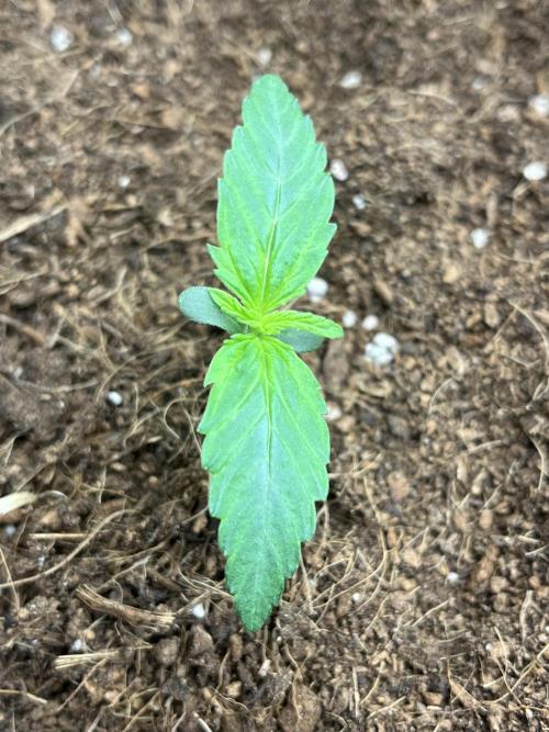 Purple 47 Auto’s 🌱. Week 1 - Purple 47 #1 - D:5 